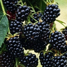 Ежевика Рубен