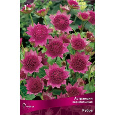 Астранция Рубра (карниольская)