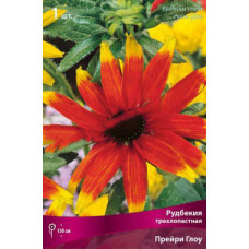 Рудбекия трехлопастная Прейри Глоу
