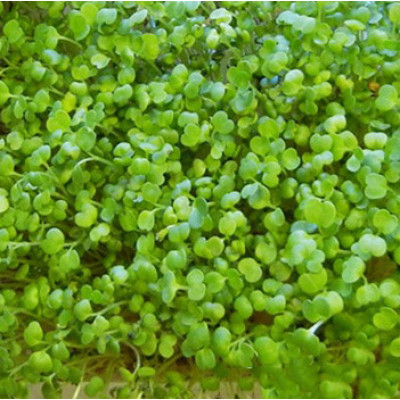 Семена микрозелени Рукола (10 г)
