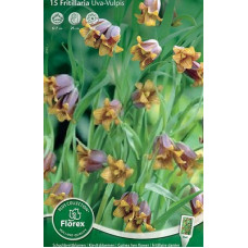 Рябчик ассирийский Ува Вульпис