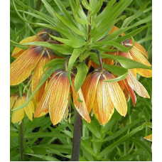 Рябчик императорский Страйпт Бьюти