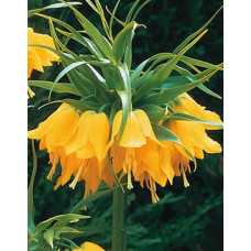 Рябчик императорский Лютея