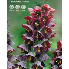 Рябчик персидский