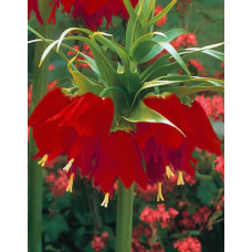 Рябчик императорский Рубра