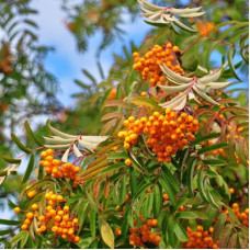 Рябина Арнольда Эприкот Квин