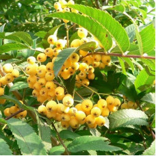 Рябина Арнольда Голден Вондер