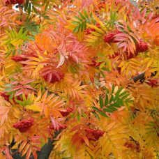 Рябина Додонг