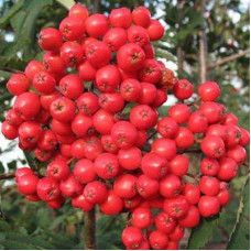 Рябина Концентра