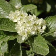 Рябина круглолистная