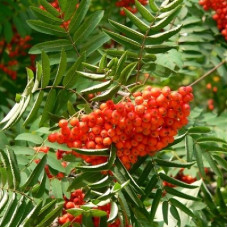 Рябина круглолистная (промежуточная) Магнифика