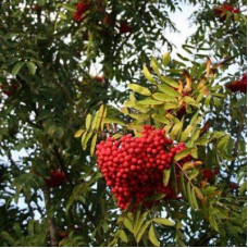 Рябина Моравская