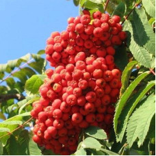 Рябина Невежинская