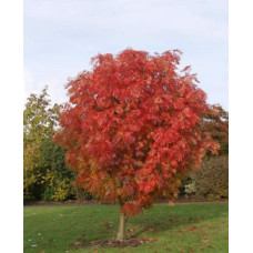 Рябина обыкновенная Глобозум 