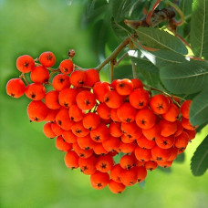 Рябина обыкновенная