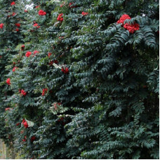 Рябина обыкновенная Фастигиата