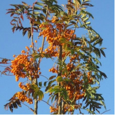 Рябина обыкновенная Отом Спайр