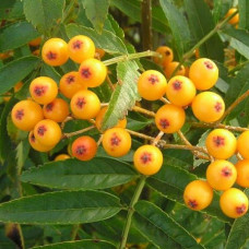 Рябина Отом Спайр