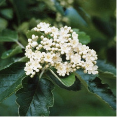 Рябина промежуточная