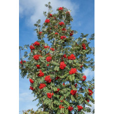 Рябина обыкновенная Ширвотер Сидлинг 