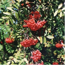 Рябина Сорбинка