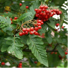 Рябина тюрингская Фастигиата