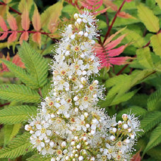 Рябинник рябинолистный Пинк Хопи 