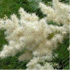 Рябинник рябинолистный