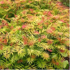 Рябинник рябинолистный Сэм