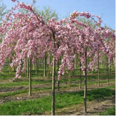 Сакура (вишня декоративная) Кику Шидаэ