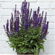 Сальвия дубравная Нью Деменшн Блю