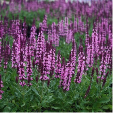 Сальвия дубравная Нью Деменшн Роуз