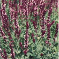Сальвия дубравная Роуз Квин