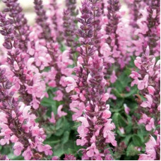 Сальвия дубравная Сенсейшн Роуз