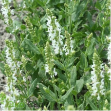 Сальвия дубравная Шнеехёгль