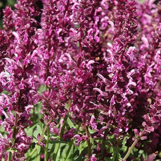 Сальвия дубравная Пинк Бьюти