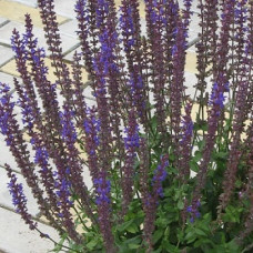 Сальвия пышная Блю Квин