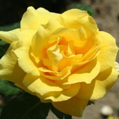 Роза чайно-гибридная Санблест