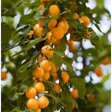 Слива русская (Алыча) Подарок Санкт-Петербургу