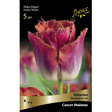 Тюльпан Сансет Майями
