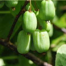 Актинидия коломикта Сара серия Северный Сад