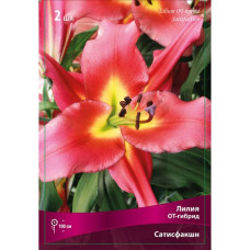 Лилия Сатисфекшн (ОТ-гибрид)
