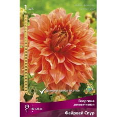 Георгина декоративная Фейрвей Спур