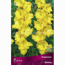 Гладиолус Блитц