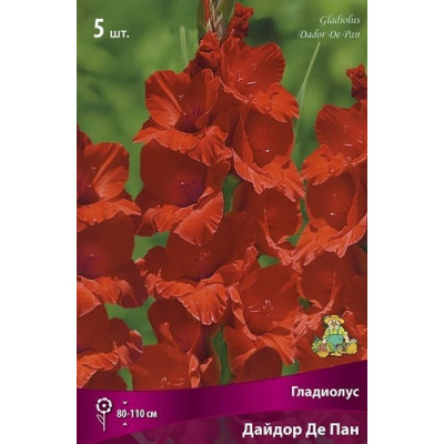 Гладиолус Дайдор Де Пан
