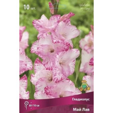 Гладиолус Май Лав