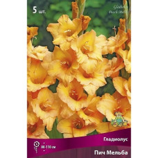 Гладиолус Пич Мельба 