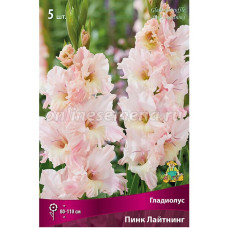 Гладиолус Пинк Лайтнинг