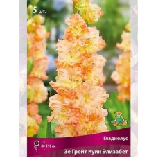 Гладиолус Зе Грейт Куин Элизабет 