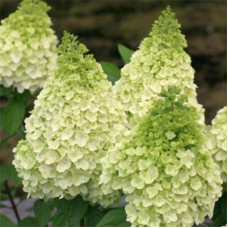 Гортензия метельчатая Мэджикал Килиманджаро 